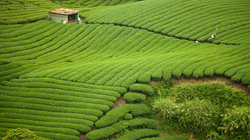 Matcha Plantation